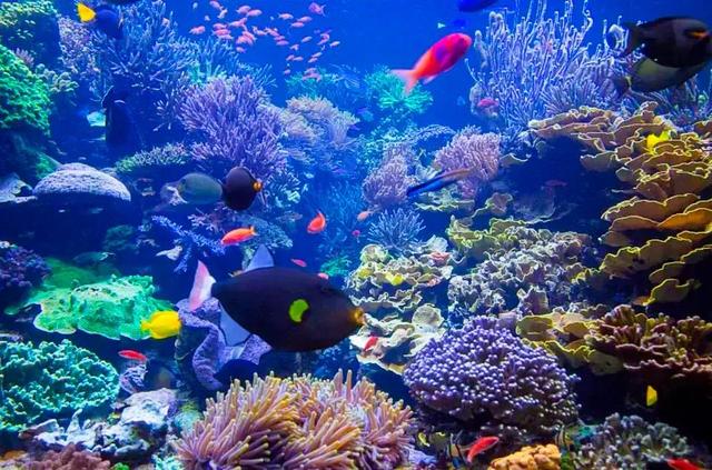 描写海底的优美段落，描写海洋的好段_描写海底动物的优美段落（美丽的海底世界）