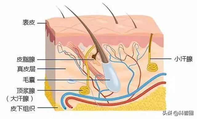 狐臭是怎么引起的，女生狐臭是怎么引起的（科学证实：有狐臭正常）