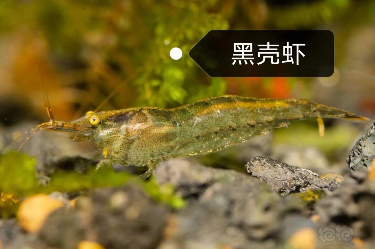 什么东西要吃鱼的粪便？（养鱼生态循环大法）