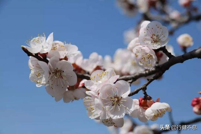 有关杏花的诗句，关于杏花的诗句有哪些（一枝红杏出墙来）