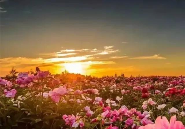 形容春暖花开的古诗词，关于春暖花开的诗句有哪些（从古诗词里走来）