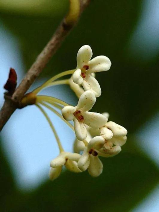 鲜花的花语和花的数目的寓意，鲜花数量的寓意（100种迷人的“数字花”）