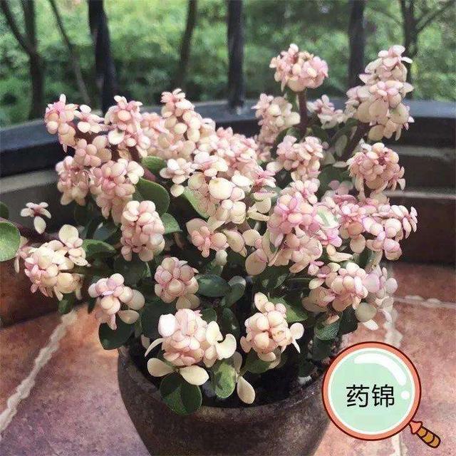 10种不吉利的花，5种花越养越“不吉利”