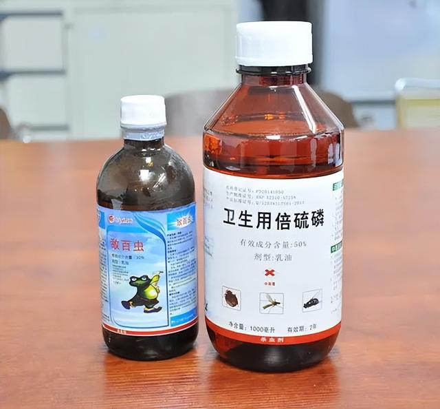 家里有臭虫怎么办，家里为什么会有臭虫（从这三方面入手）