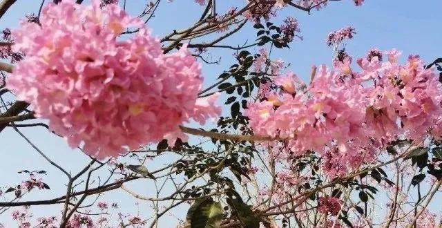 紫花风铃木可以盆栽吗，紫花风铃木北方能成活吗（分享——紫花风铃木）