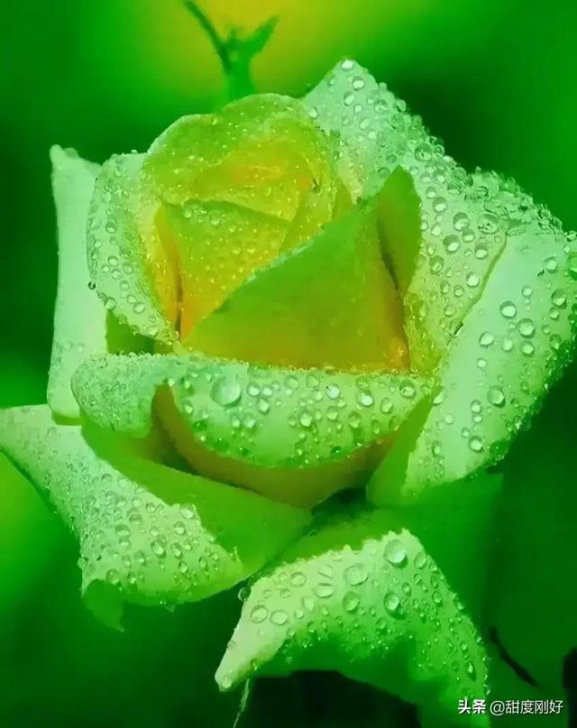 四字词语鲜艳夺目如何怎么样造句子，形容色彩鲜艳绚丽的四字词语（美丽动人的花花）