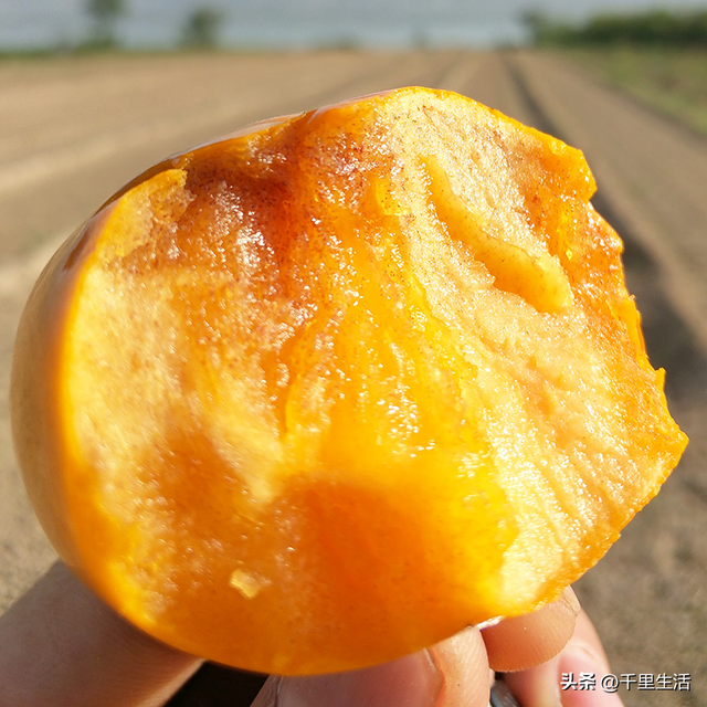 什么品种的脆柿子好吃，什么产地的脆柿子好吃（陕西巧克力糖心脆柿）