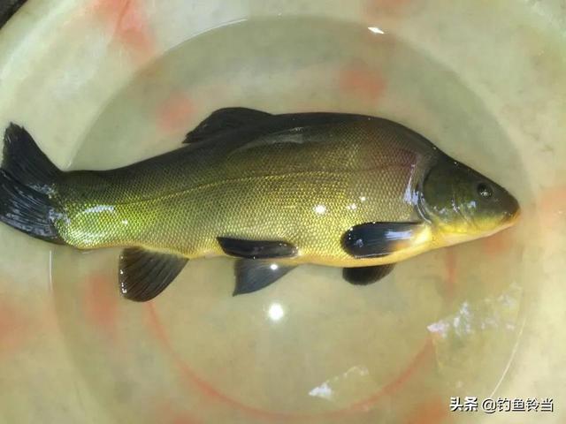 丁鱼岁（丁鱼系），怎样垂钓有皇家宠鱼之称的丁鱥（鱼丁系是啥）