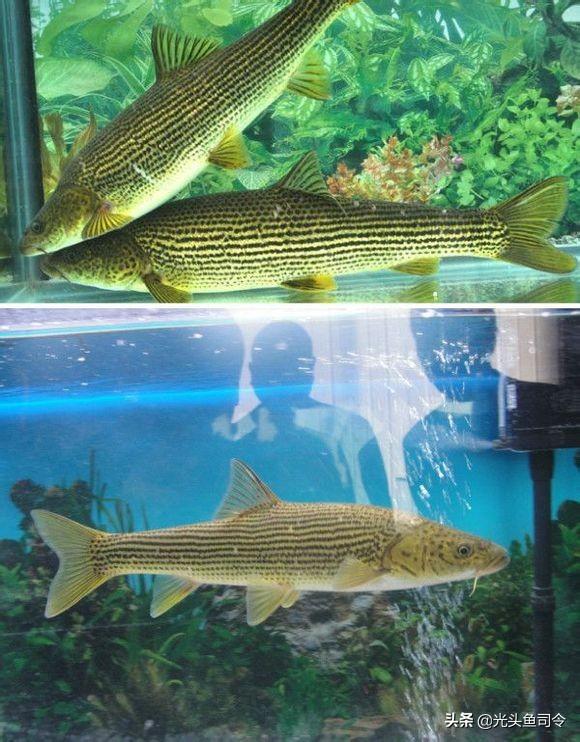 长江名贵鱼前十名，10大凶猛淡水鱼（我国保护的鱼类有87种）