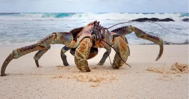 小螃蟹吃什么食物（如今在当地居民餐桌上挣扎着）