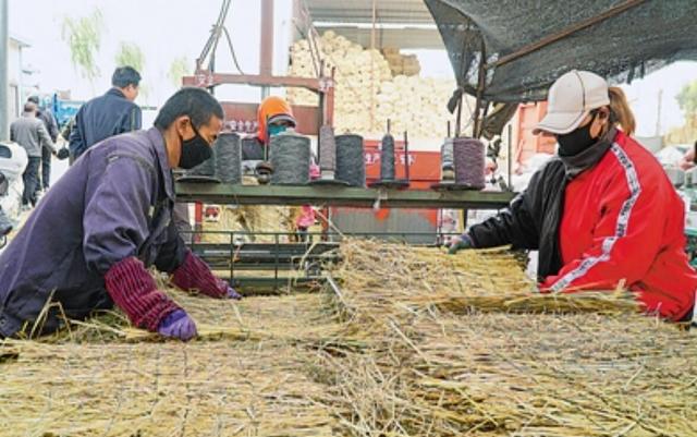 禁止烧秸秆是谁提出来的，不能烧秸秆是谁提出来的（秸秆焚烧：沿袭千年的农业习俗）