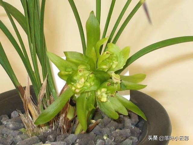 蝶兰（蝶兰花），国兰第一奇花——余蝴蝶（蝶兰花图片）