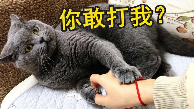 不让猫睡床上它会伤心吗，防止猫爬床最有效的方法（相当于“不要它”）