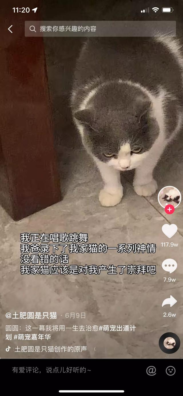 魔法哈奇怎么抓战宠，魔法哈奇怎么抓战宠视频（有一位以治愈系合集为主）