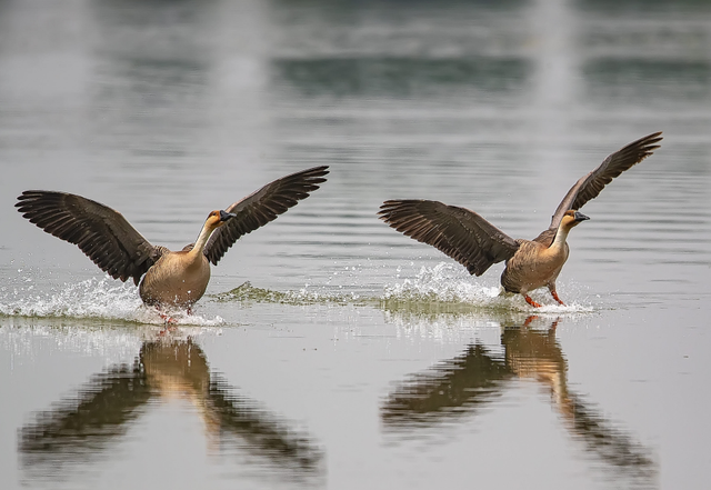 大雁象征着什么，大雁象征着什么成语（探析古代婚嫁送礼时总离不开大雁的成因）