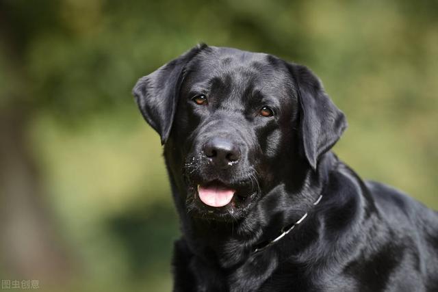 黑色拉布拉多犬怎么养，黑色拉布拉多幼犬怎么养（为什么黑色的拉布拉多犬很少人养）