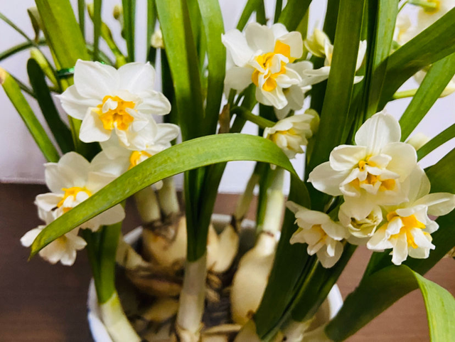 4种花寓意好家里养一盆，在家养一盆有好兆头