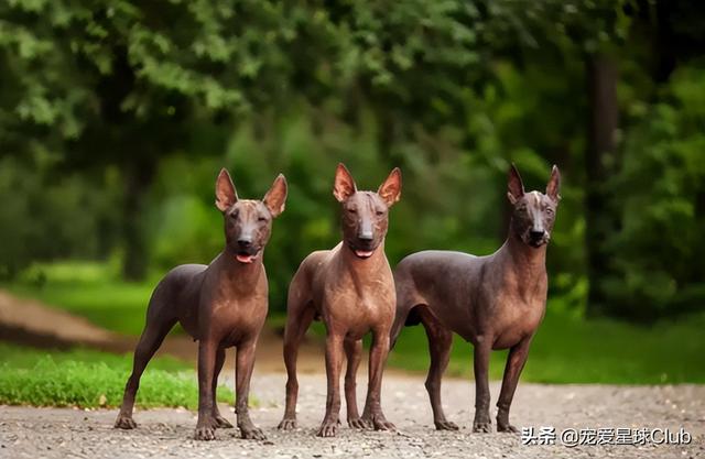 小狗的简单介绍，狗的介绍手抄报（狗狗也分高低贵贱）