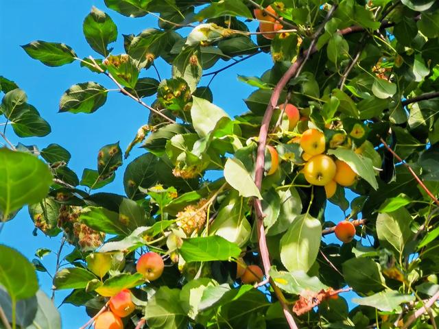 沙果饮品的做法，沙果饮品的做法和配料（沙果——割不断的乡愁之五）