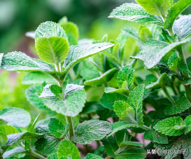 春天能吃的野菜大全，春天都有哪些野菜可以吃（送你63种野菜大图鉴）