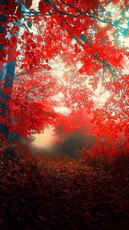 金秋送爽的句子，金秋送爽的祝福语（散文：金秋如诗）