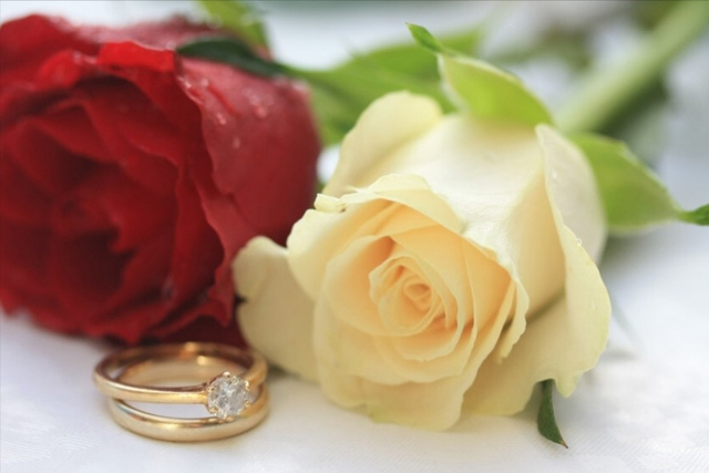 白玫瑰与红玫瑰，白玫瑰和红玫瑰的区别（《红玫瑰与白玫瑰》）