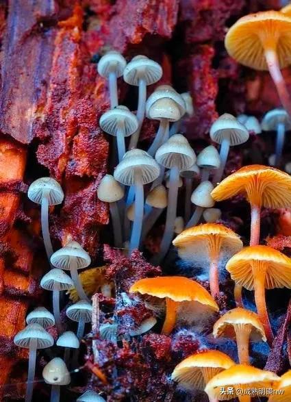 世界上最漂亮的蘑菇，世界上最漂亮的蘑菇是什么（精华总伴日风来。美丽的蘑菇）