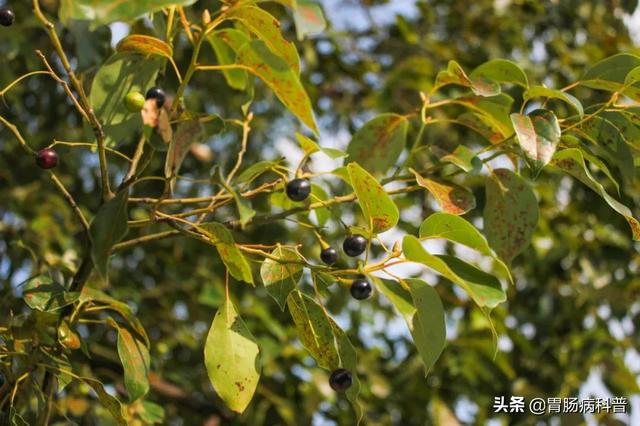 曼陀罗花的图片，曼陀罗花是什么（301味中药材的原植物彩色图谱）