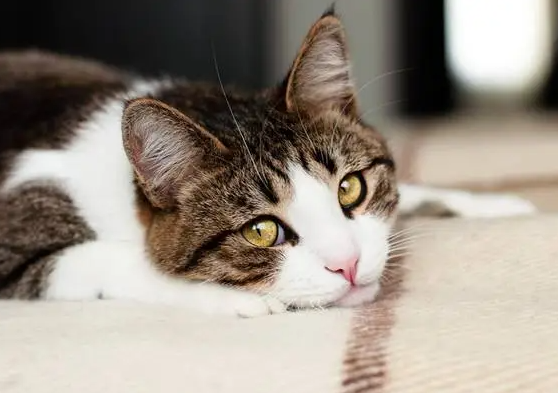 猫尾巴竖起来什么意思，猫的尾巴代表着什么意思（猫咪“尾巴”会说话）