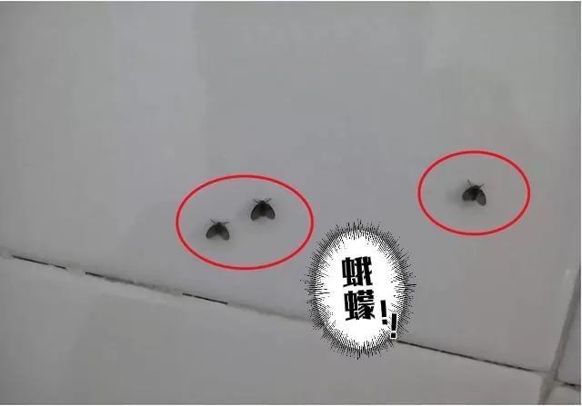 卫生间小黑虫怎么消灭小窍门(你家卫生间有没有烦人的黑色小飞虫)