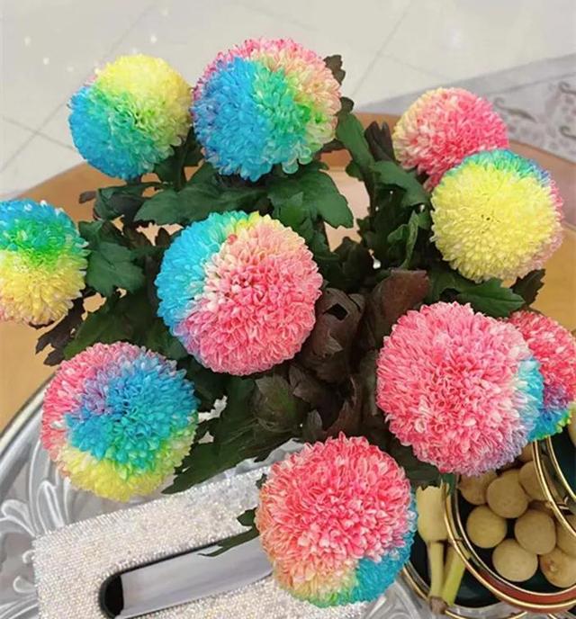 菊花有七种颜色，菊花有哪几种（七彩菊花艳丽多姿图片大赏）