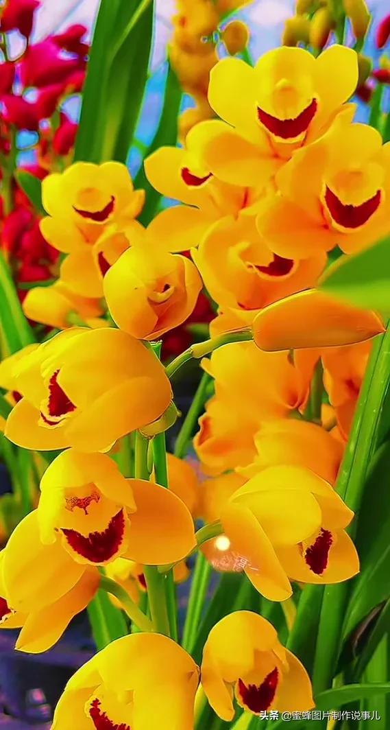 腊梅图片，一花一世界（腊梅图片）