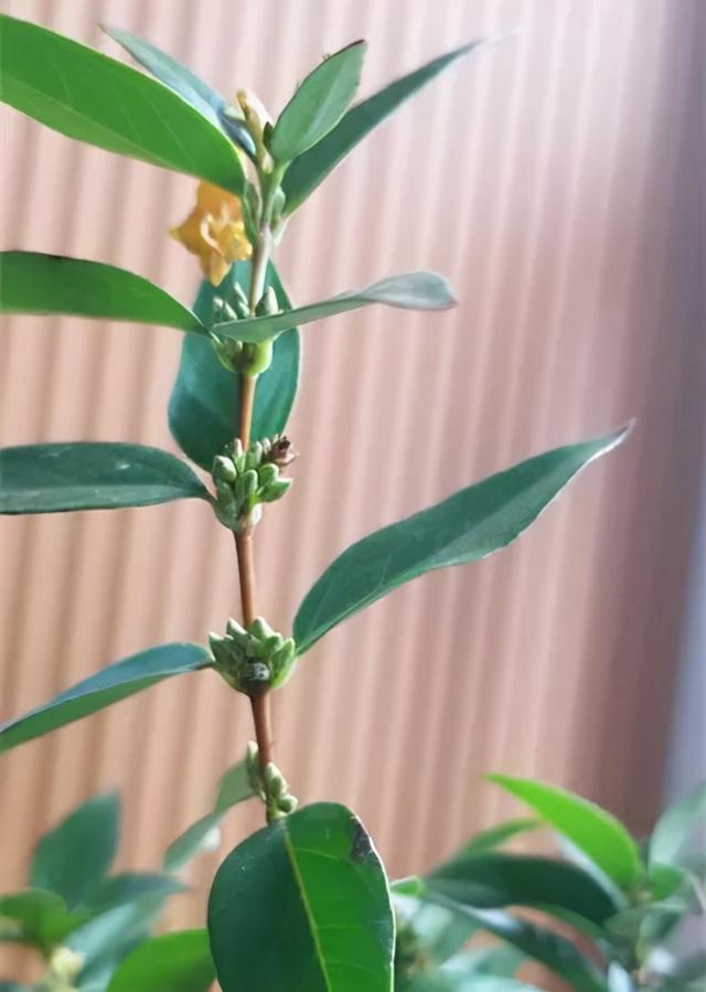 法国香水花，堪称开花界“航空母舰”（法国香水花有毒吗）