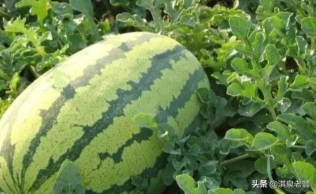 西瓜催芽方法与步骤有哪些，西瓜怎样浸种催芽（种出高甜度西瓜的四项措施）