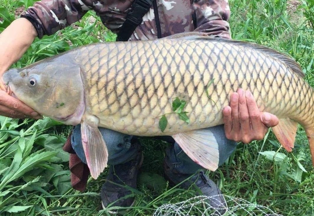 怎样钓到草鱼，怎样钓到草鱼苗（学会4个技巧2种钓法）