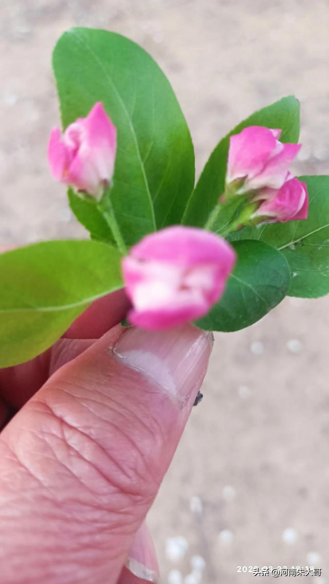 海棠花什么时候开，海棠花有多少种品种（在中国华北是3月中下旬的事情）