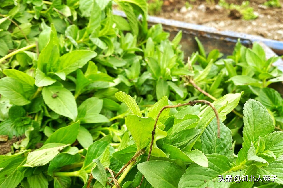 秋季野菜大全帶圖片(食用野菜圖片介紹大全)-娛宸網