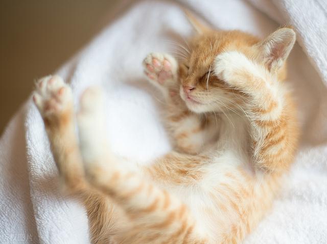 猫咪感冒症状表现，猫咪感冒发烧表现（猫咪感冒了有什么表现）