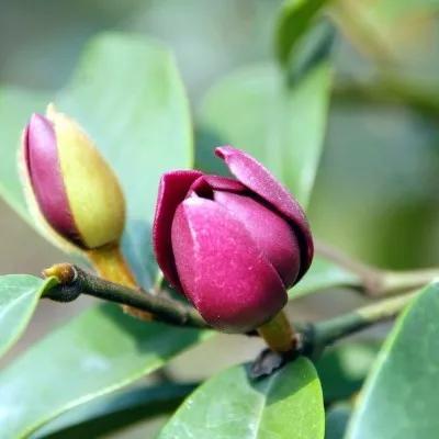 含笑花什么时候开花，分享图片——深山里（含笑花何时开花）