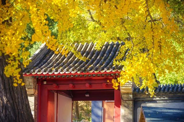 北京风景优美的地方，北京十大最值得去的景点（古寺寻幽、山林品茶）