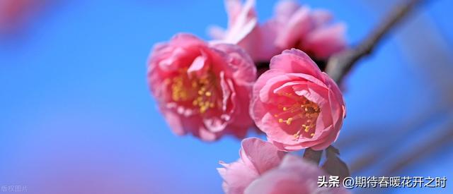 梅花的象征意义，梅花的象征意义小练笔50字（梅花-寓意坚强忠贞）