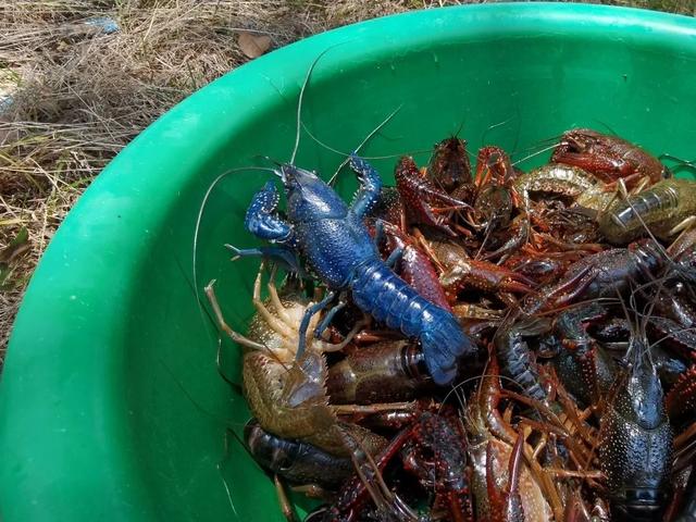 蓝色淡水小龙虾，蓝色淡水小龙虾怎么煮（几百万分之一的概率）