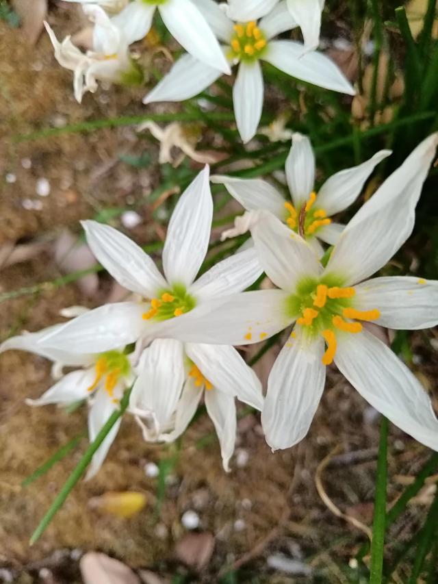 秋天的花朵怎么画，儿童画秋天的花朵（秋天的画）