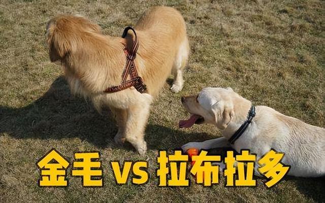 金毛和拉布拉多哪个聪明，拉布拉多和金毛哪个聪明些（养“拉布拉多”还是“金毛”好）