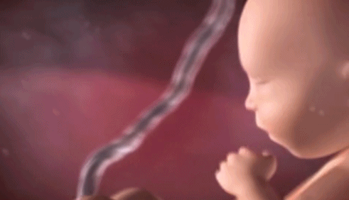 怀孕六个月胎儿图，六个月的胎儿图（孕期胎儿在黑漆漆的子宫里会无聊吗）