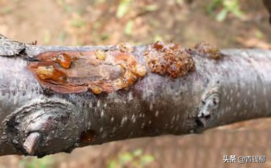 布鲁克斯樱桃种植管理技术，布鲁克斯樱桃几年结果（大樱桃栽培技术及病虫害防治技术要点）