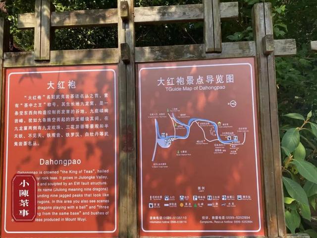 武夷岩茶之马头岩九龙窠肉桂，武夷岩茶入门