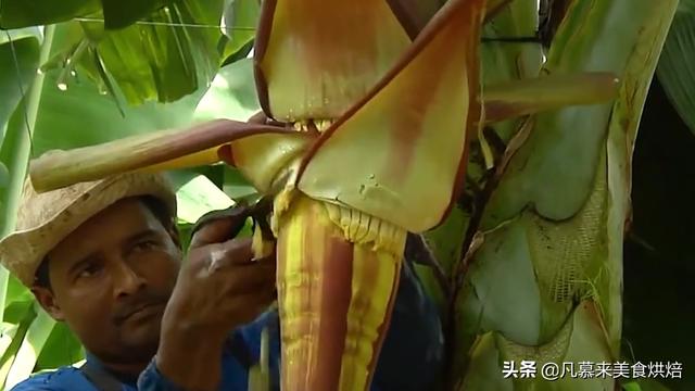 香蕉怎么种出来的，香蕉树要种多久才长香蕉（揭秘香蕉种植的全过程）