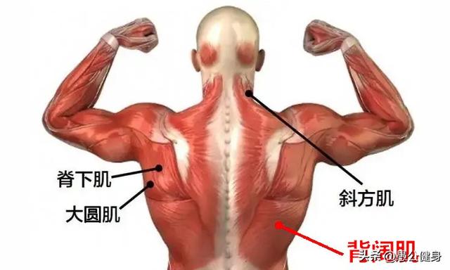 下拉绳索训练方法，针对背阔肌的训练动作