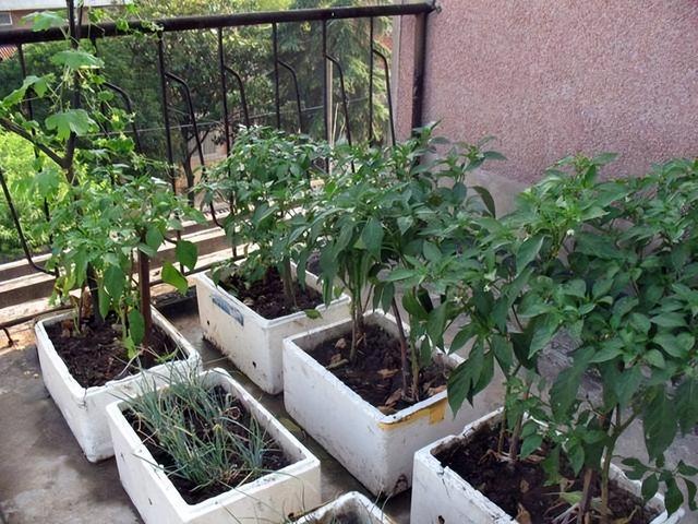 楼顶种菜的箱子和架子，楼顶上怎样搭菜架子（泡沫箱子到底是何成分）